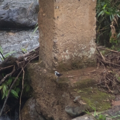 Cinclus leucocephalus