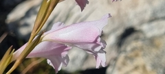 Gladiolus hirsutus