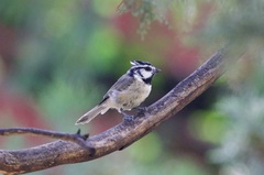 Baeolophus wollweberi