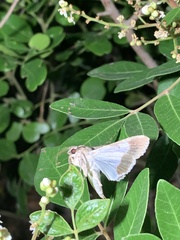 Melipotis acontioides