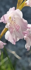 Gladiolus hirsutus
