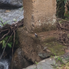 Cinclus leucocephalus