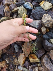 Linaria vulgaris