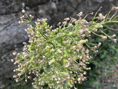 Erigeron canadensis