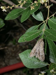 Melipotis acontioides