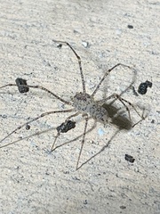 Scytodes atlacoya