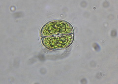 Cosmarium