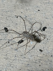 Scytodes atlacoya