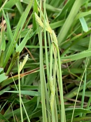 Carex inversa