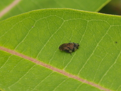 Lepyronia quadrangularis