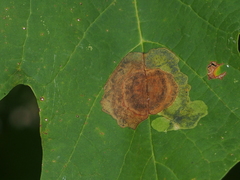 Acericecis ocellaris