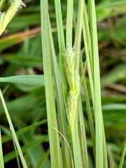 Carex inversa