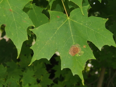 Acericecis ocellaris