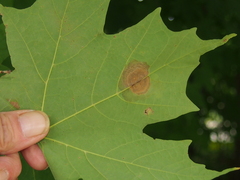 Acericecis ocellaris