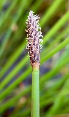 Eleocharis acuta