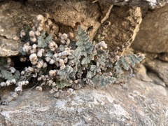 Myriopteris parryi