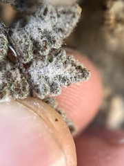 Myriopteris parryi
