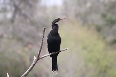 Anhinga anhinga