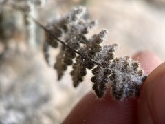 Myriopteris parryi