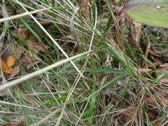 Agrostis perennans