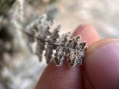 Myriopteris parryi