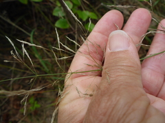 Agrostis perennans