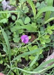 Lathyrus angulatus