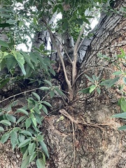 Ficus pertusa