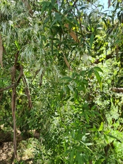 Clematis microphylla