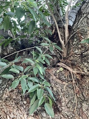 Ficus pertusa