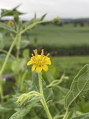 Simsia foetida