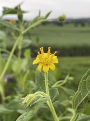 Simsia foetida