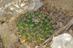 Mammillaria heyderi