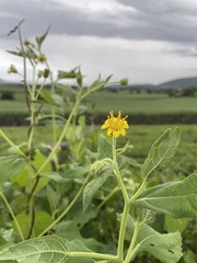 Simsia foetida