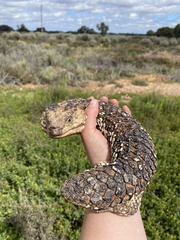 Tiliqua rugosa