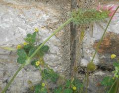 Trifolium angustifolium