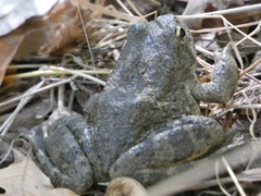 Rana boylii