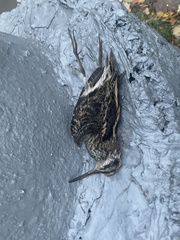 Lymnocryptes minimus