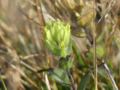 Castilleja occidentalis