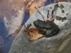 Rana boylii
