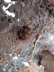 Erginulus subserialis