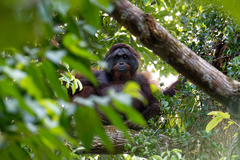Pongo pygmaeus morio