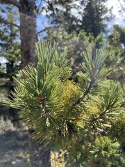 Pinus flexilis
