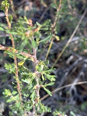 Purshia tridentata