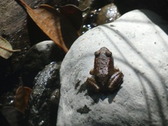 Rana boylii