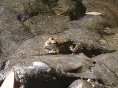 Rana boylii