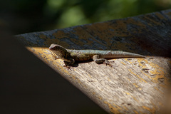 Sceloporus gadoviae