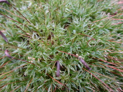 Atrichum undulatum