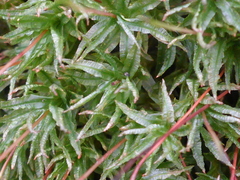Atrichum undulatum