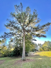 Pinus echinata